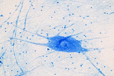 education spinal cord, nerve, cerebellum, cortex and motor neuron human under the microscope in lab.
