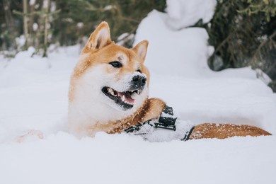 a shiba inu dog actively walks through the winter forest. the concept of walking with pets in the forest.