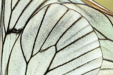 butterfly wings. aporia crataegi. mossy butterfly, aurora, white the hawthorns.
