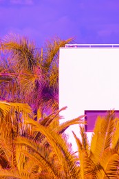 fashion tropical minimal location. palm. blue sky. sunset light. canary islands.  travel aesthetics wallpaper