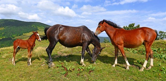 intheukrainiancarpathiansbrownhorsesgrazefreelyonasundappled