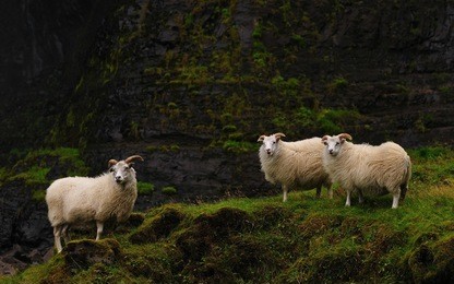 icelandic sheeps at haifoss, iceland