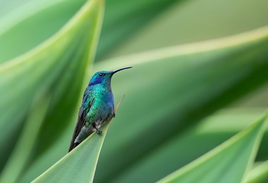 green violet-ear hummingbird (colibri thalassinus) perched on a plant leaf in costa rica
