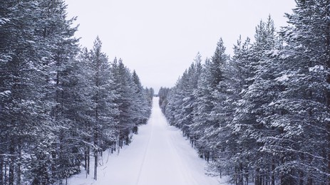 aerial view from drone of nature landscape capped with snow and surrounded by coniferous forest, bird’s eye view of of snowy trees in national park of north lapland in winter, road without cars