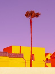 fashion tropical minimal location. palm. blue summer sky. canary islands. travel advertising banner wallpaper