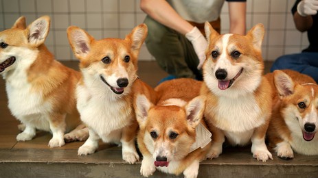 corgi in modern house. pembroke welsh corgi, originated in pembrokeshire, wales.  welsh corgi or cardigan welsh corgi descend from northern spitz-type dogs.