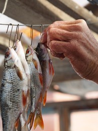 river fish caught during winter fishing are hung on hooks on a wire for drying by the fisherman's hands. natural healthy product.