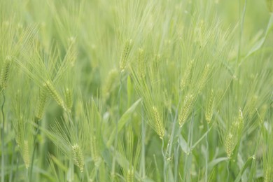 the ears of wheat are lush and green.