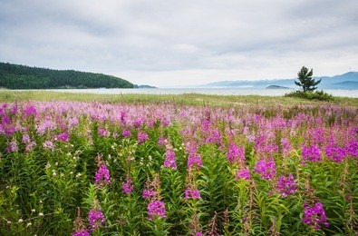 field of fireweed, lake baikal, russia