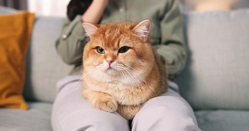 close up of beautiful caring asian woman sitting on sofa in cozy room and holding lovely fluffy cat in hands. relaxed cute animal pet in owner's arms, pet lover, friend and family member