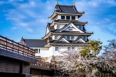 japanese traditional gifu castle and cherry blossoms