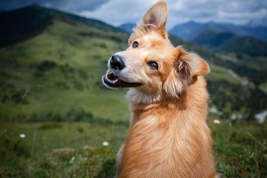 brown mixed breed dog with tongue out and happy face in the mountains. hiking with dog.