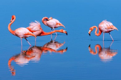 group of american flamingos (phoenicopterus ruber) on the island of floreana in the galapagos islands, ecuador.