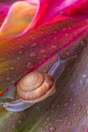 small brown snail on green leaf,snail crawling on leaf,abstract drops of water on flower leaf,africa, thailand, animal, animal shell, animal wildlife