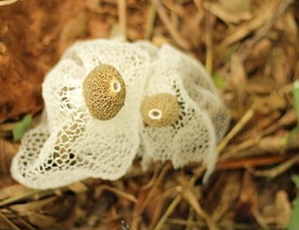 bamboo mushroom in the forest. dictyophora indusiata.