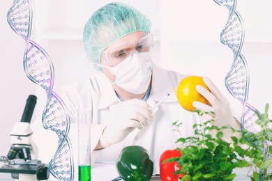 researcher with gmo plants. genetically modified organism or geo is a plant whose genetic material has been altered using genetic engineering techniques