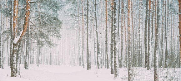 beautiful snowy white forest in winter frosty day. snowing in winter frost woods. snowy weather. winter snowy coniferous forest. blizzard in windy day. panorama panoramic view.