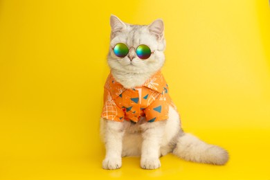 white british cat are wear sunglass and shirt in concept summer on the yellow background.