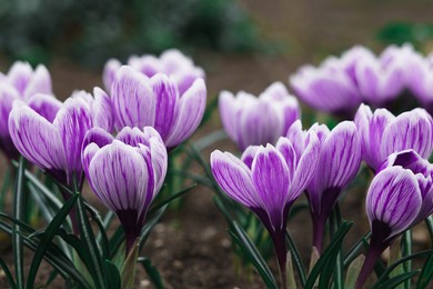 purple crocus flowers in spring. high quality photo