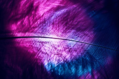 close up beautiful colorful bird feather background pattern texture for design. macro photography view.