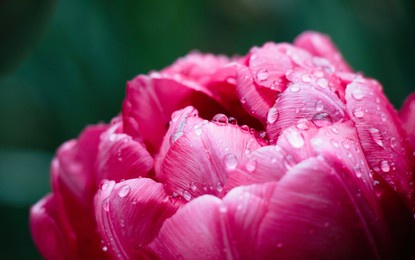tulip flower macro, soft focus. beautiful nature scene with magenta tulip flower in water droplets after spring rain. scenic floral natural wallpaper