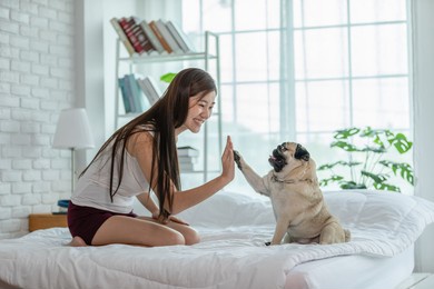cute dog pug breed giving paw high five owner with love feeling so happiness and comfortable,pretty asian girl relax with dog in holidays at home,selective focus