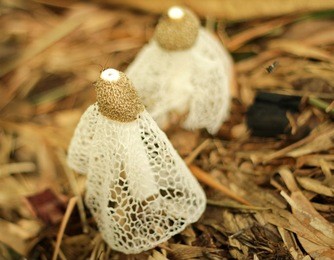bamboo mushroom in the forest. dictyophora indusiata.