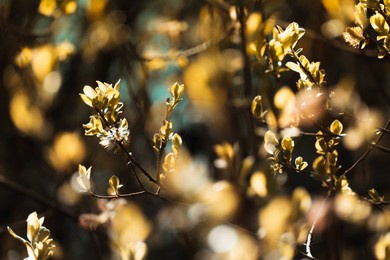 the buds of new spring leaves illuminated by low afternoon sun in golden hour in a uk woodland