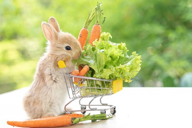 lovely bunny easter fluffy baby brown rabbit love to eat  carrot is holding shopping cart of full of green vegetable, carrots, on nature background. delicious healthy green good food.