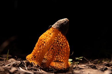 veiled lady (dictyophora indusiata) mushrooms growing on forest floor.