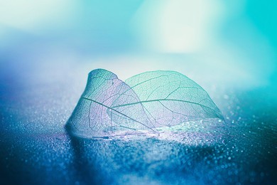 two transparent skeleton leaves macro on wet surface on blue background in nature with beautiful light.