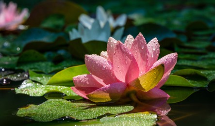 pink water lily or lotus flower perry's orange sunset in garden pond. close-up of nymphaea with water drops reflected on green water against sun. flower landscape with copy space. selective focus