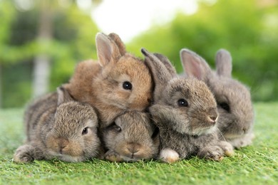 group of healthy lovely bunny easter fluffy rabbits, adorable baby rabbit on green nature background. the easter brown hares. close - up of a rabbit.