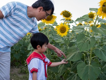 authentic asian father and cute child boy in school uniform travel  in yellow beautiful sunflower field. concept of learning nature, family relationship, fatherhood, father's day, nature moment.