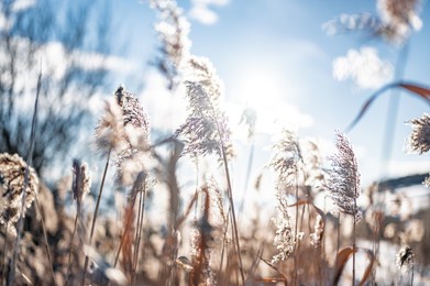 winter time. thermometer on snow shows low temperatures in celsius.