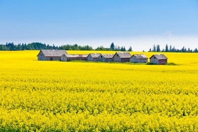 old obsolete farm huts row lined up in field of bright yellow canola rapeseed with neutral sky in alberta  canada