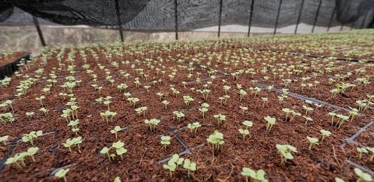 soilless cultivation of vegetables in greenhouse