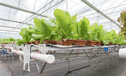 soilless cultivation of vegetables in greenhouse