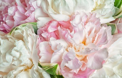 fresh bright blooming peonies flowers with dew drops on petals