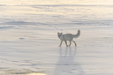 happy arctic fox in winter tundra. funny arctic fox.