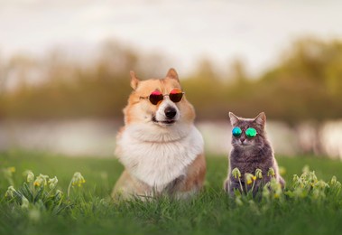 fashionable couple corgi dog and striped cat sit on a summer sunny meadow in sunglasses glasses