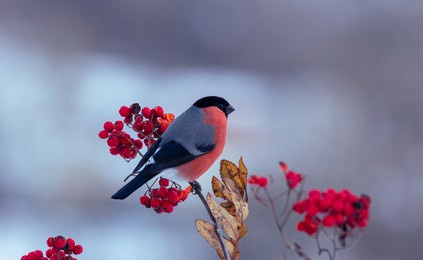 bullfinch on a snowy winter's day in the background