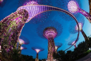 the supertree at gardens by the bay