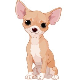cute  dog of breed chihuahua