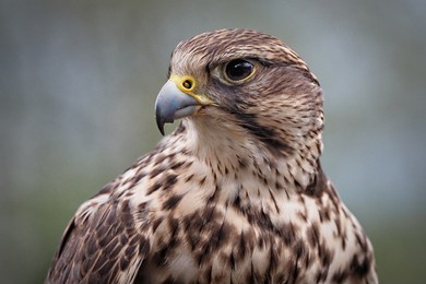portrait of a saker falcon, sideview, falco cherrug