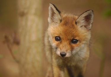 portrait of young red fox cub. young red fox looking to camera. red fox coming towards camera. wild animal in nature. close-up of wild mammal in it's natural habitat. fox looking straight to camera. 