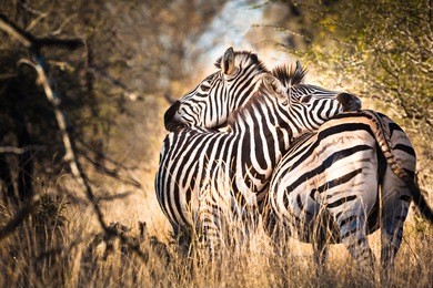 two hugging zebras in love, kruger national park, south africa