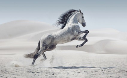 wild horse in dust