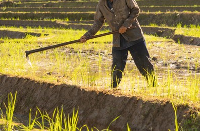 group of farmers growing seedling rice in paddy field in rural area, traditional rice planting progress. local people lifestyle.
