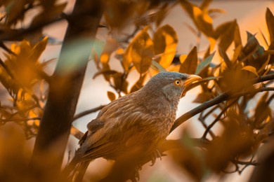 jungle babbler (argya striata) in perch, sitting on branches of orange or lemon tree. bird hiding in green leaves in natural habitat at forest on blur, bright light environment copy space background.